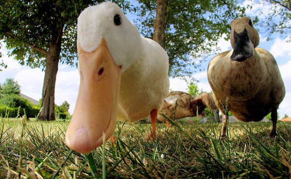 meraklı melahat erencaner