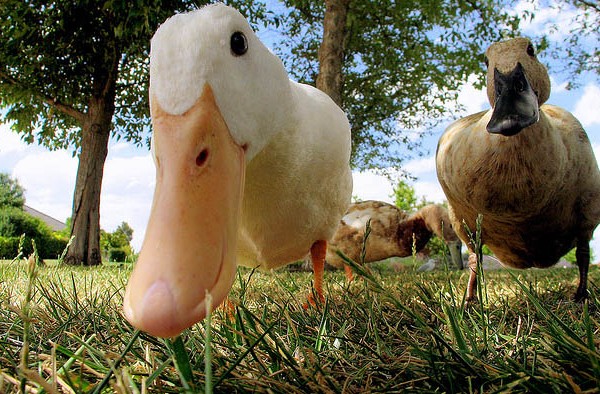 meraklı melahat erencaner