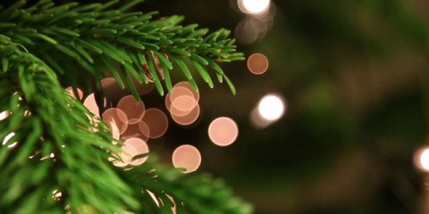 soma-ya-6000-yeni-agac-eren-caner