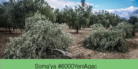 soma-zeytin-agaclari-eren-caner