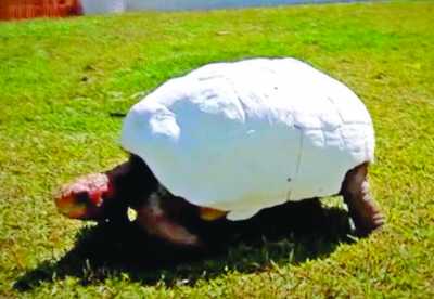 tortoise-erencaner-3dprinter